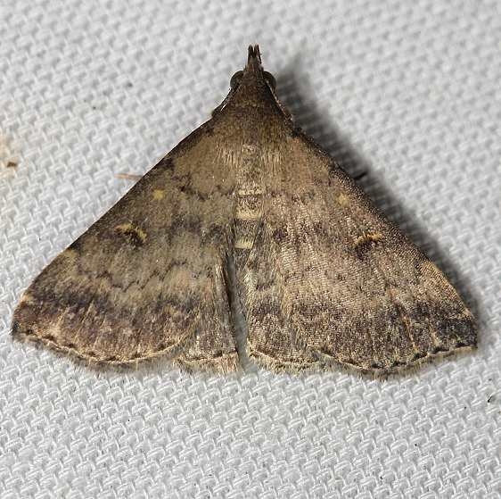 8368 Florida Tetanolita Moth yard 8-7-12_opt
