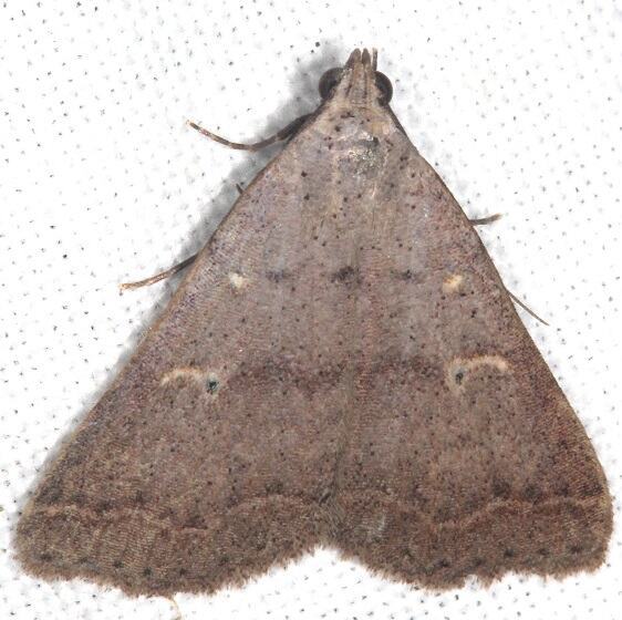 8371 Bleptina inferior BG Paynes Prairie St Pk Fl 3-7-23