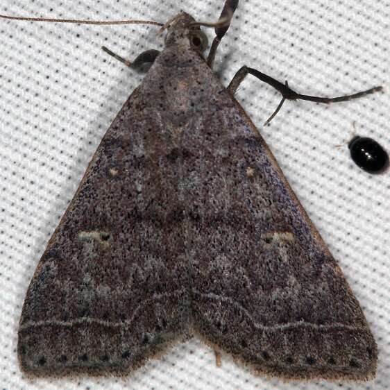 8373 Bleptina flaviguttalis-BG-Lake-Kissimmee St Pk Fl 2-27-22