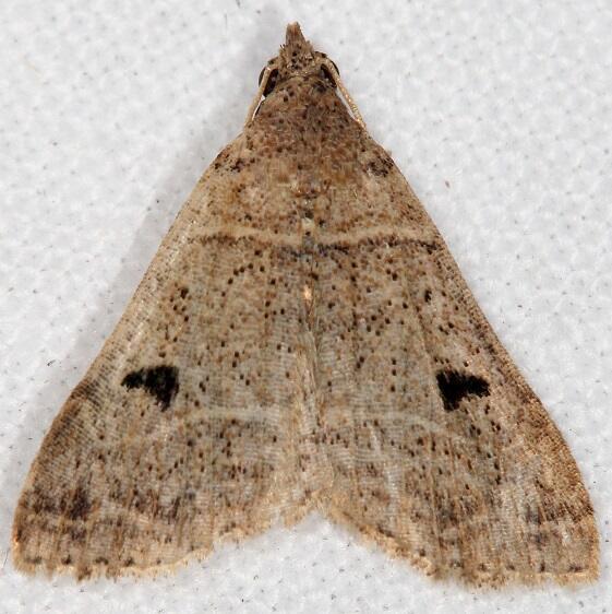 8375 Bleptina flavivena Lake-Kissimmee St Pk Fl 2-28-22