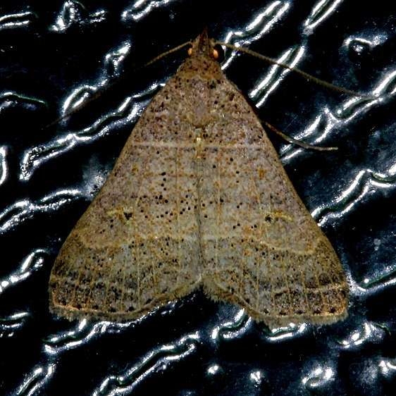 8375 Bleptina flavivena Kissimmee Prairie St Pk 3-12-13