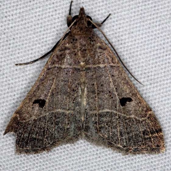 8375.96 Blerytina flavivena Faver-Dykes St Pk Fl 2-25-15