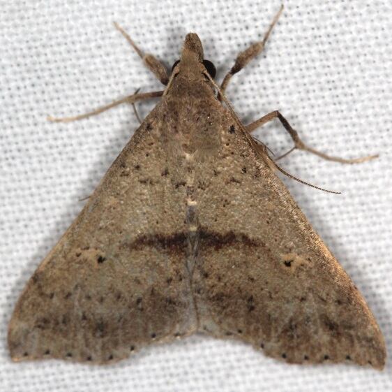 8378 Renia salusalis Paynes Prairie St-Pk-Fl-3-8-23