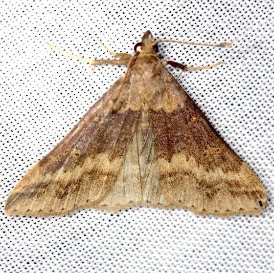 8379 Sociable Renia Moth Shawnee St Pk Oh 6-15-13