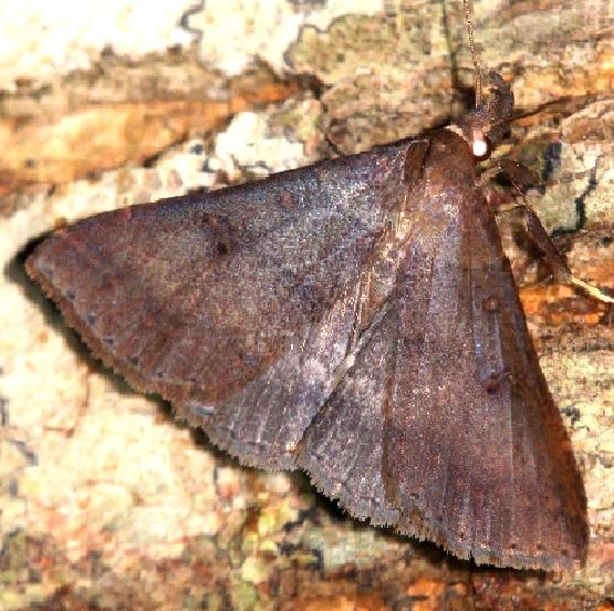 8380 Chocolate Renia Moth Leslie's House Tenn 8-25-12