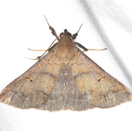 8381 Discolored Renia Moth Battelle Darby Pk Ancient Trail Oh 7-25-13