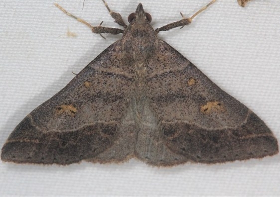 8384.1 Yellow-spotted Renia Moth Lake of the Woods Ontario 7-23-16 (2a)_opt