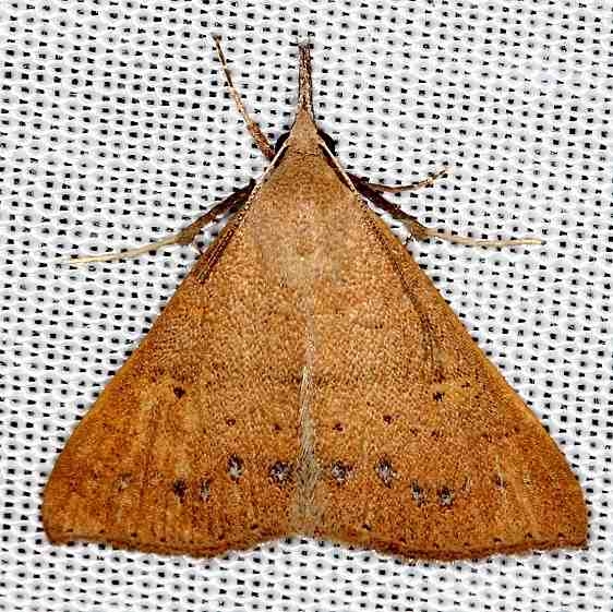 8385 Renia fraternalis Highland Hammock St Pk 3-5-14