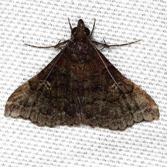 8392 Phlyctaina irrigualis Lucky Hammock Everglades 2-22-14