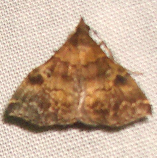 8392 Phlyctaina irrigualis Royal Palm Everglades 2-26-12