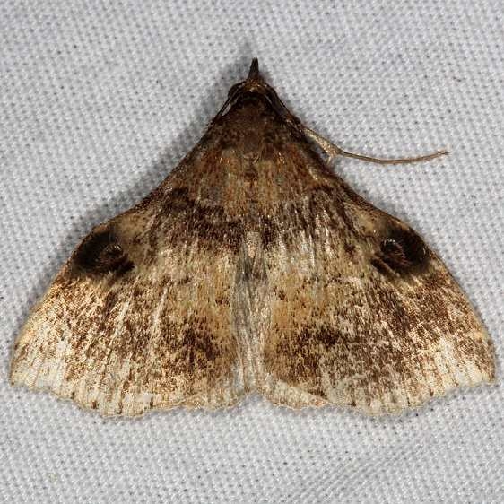 8392 Phlyctaina irrigualis worn Little Manetee River St Pk 3-10-15