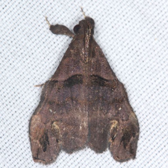 8395 Lascoria-alucitalis-Collier-Seminole-St-Pk-Fl-3-20-25-2