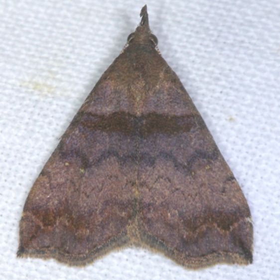 8395-Lascoria-alucitalis-female-Paynes-Prairie-St-Pk-Fl-3-23-25-55