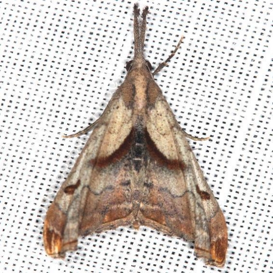 8397 Dark-spotted Palthis Moth yard 5-19-13