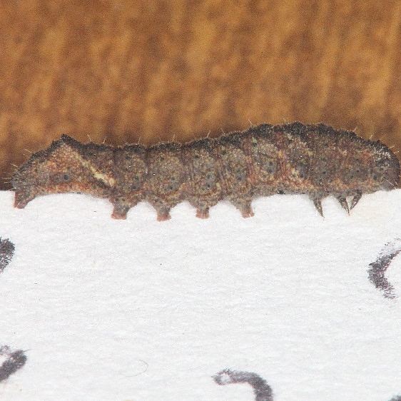 8397 Dark-spotted Palthis Moth yard 8-17-19