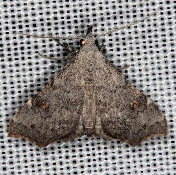 8400 Pygmy Redectis Moth Collier Seminole St Pk 2-25-14