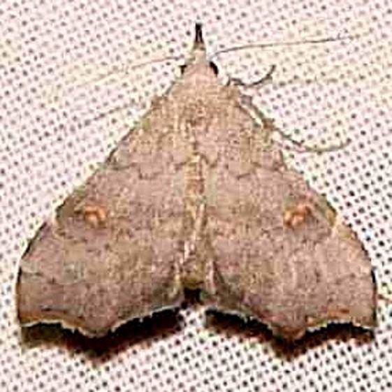 8400 Redectis pygmaea Collier Seminole St Pk 3-19-11