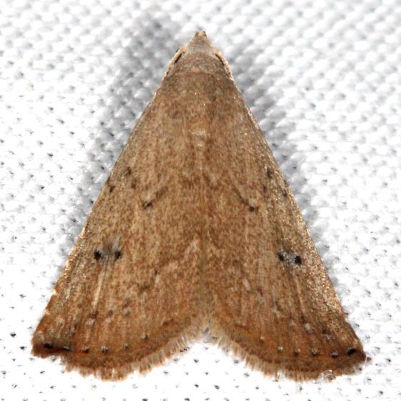 8404.1-Rivula-pusilla-Collier-Seminole-St-Pk-Fl-3-17-25-12