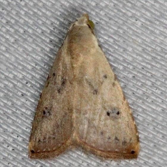 8404.1 Rivula pusilla Collier Seminole St Pk 2-26-14