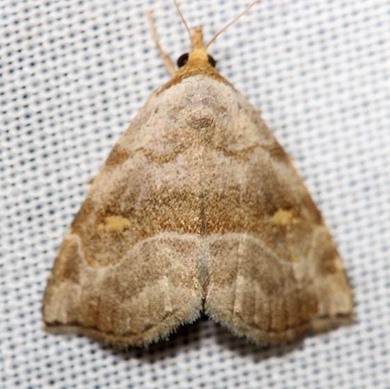 8407 Oxycilla malaca Jenny Wiley St Pk Ky 4-26-12