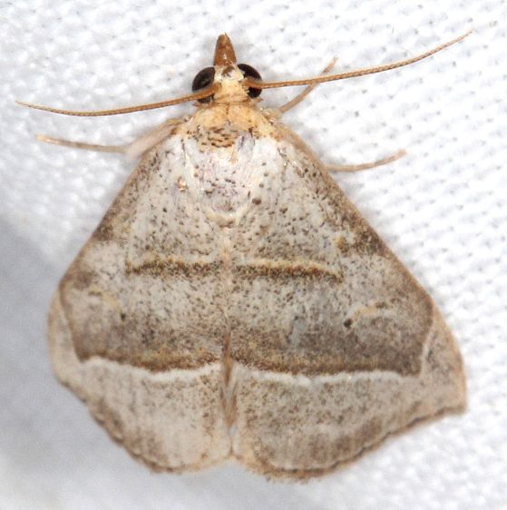8408-BG-Oxycilla-mitographa-Cumberland-Falls-area-Ky-5-31-25-123
