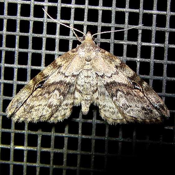 8412 Gold-lined Melanomma Moth yard 5-25-10 (43)_opt