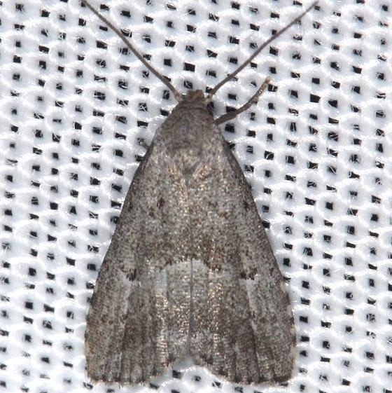 8421 Broken-line Hypenodes Moth Thunder Lake UP Mich 6-23-13