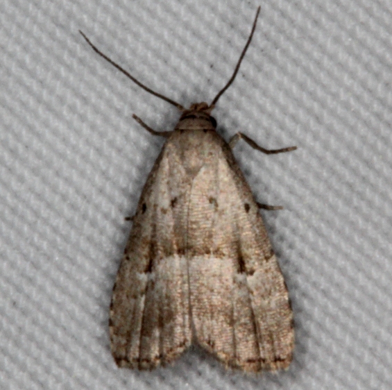 8422 Hypenodes palustris Thunder Lake UP Mich 6-24-15 (3)