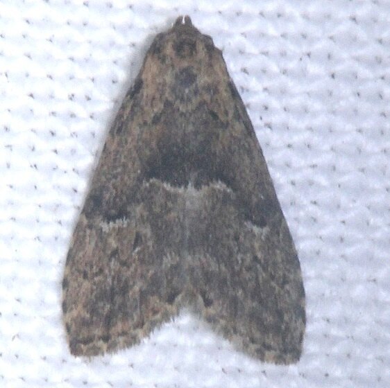8424-Hypenodes-franclemonti-BG-Paynes-Prairie-St-Pk-Fl-1-24-24
