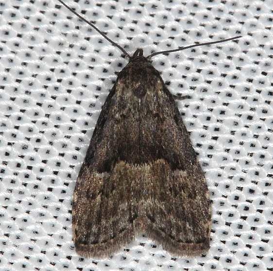 8426 Visitation Moth Rodman Campground Fl 3-21-14