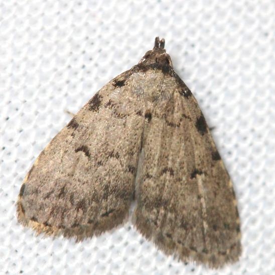 8427 Spot-edged Dyspyralis Leslie's House Tenn 8-25-12