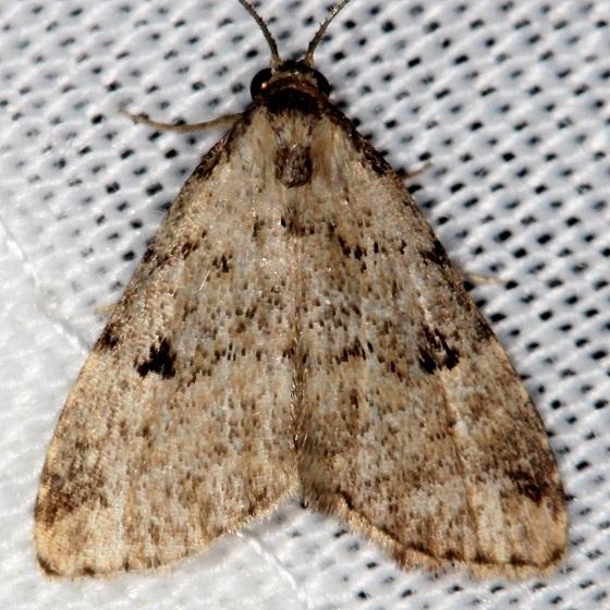 8427 Spot-edged Dyspyralis Shawnee St Pk Oh 6-14-13
