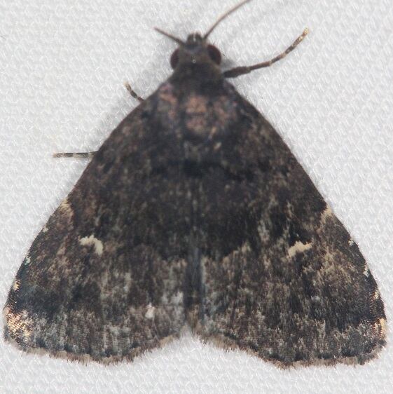 8428 Dyspyralis nigellus BG-Mothapalooza-Arc-of-Appalacia Museum 7-17-21