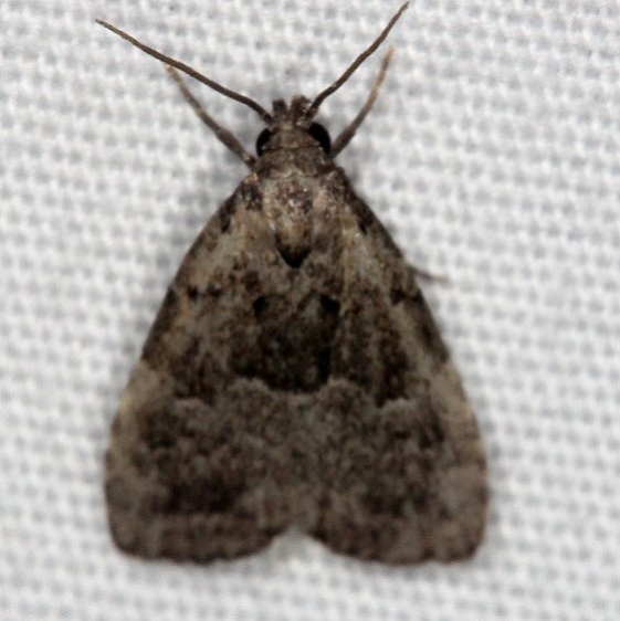 8428 Dyspyralis nigellus Collier-Seminole St Pk 3-3-15