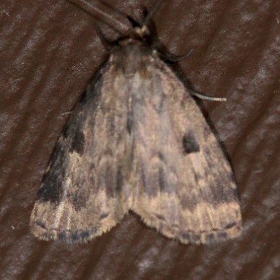 8430 Masked Parahypenodes Moth Ash Rapids Lodge Lake of the Woods Ont 7-20-17 (22)_opt
