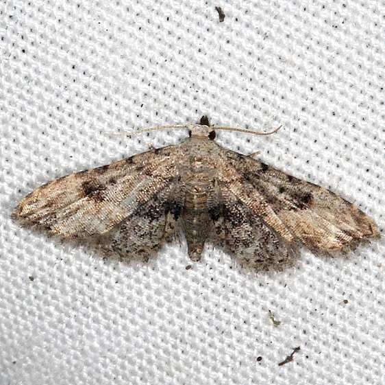 8432 Sigela brauneata BG yard 8-27-18 (14)_opt