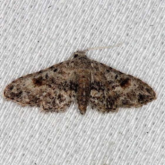 8432 Sigela brauneata Collier Seminole St Pk 3-1-14
