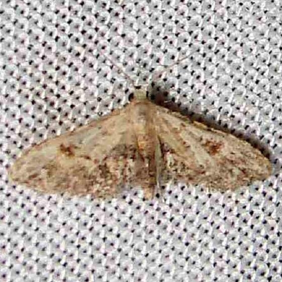 8432 Sigela brauneata Paynes Prairie St Pk 3-21-12