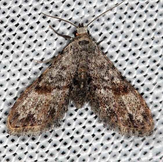 8432 Sigela brauneata Rodman campground Fl 3-18-14