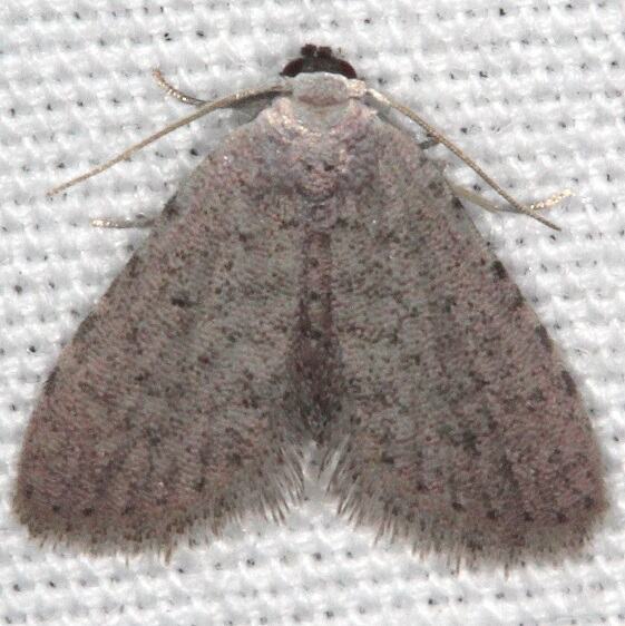 8433 Sigela penumbrata Bear-Island-Big-Cypress Preserve Fl 3-3-22