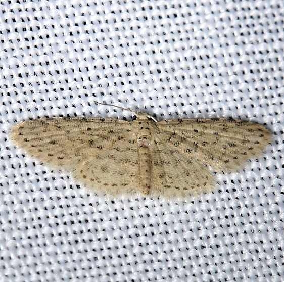 8433 Sigela penumbrata Kissimmee Prairie St Pk 3-17-13 (163)_opt