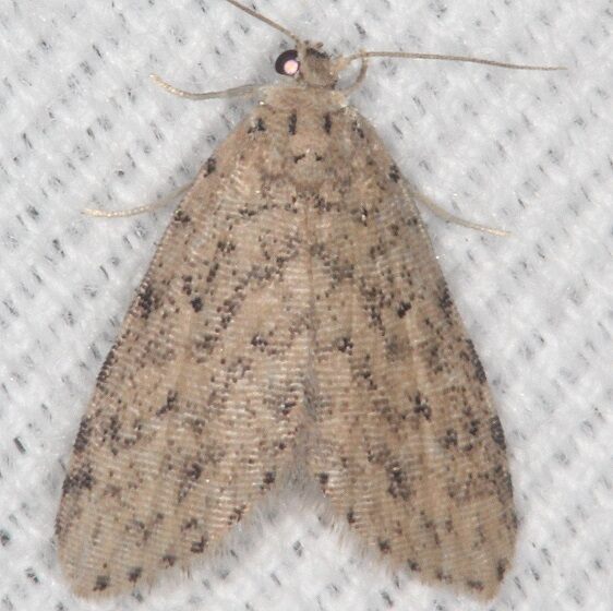 8433 sigela penumbrata Bear Island Big Cypress Preserve Fl 3-1-21