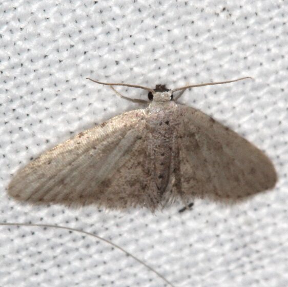 8434 Sigela basipunctaria-Bear-Island-Big-Cypress Preserve Fl 3-3-22