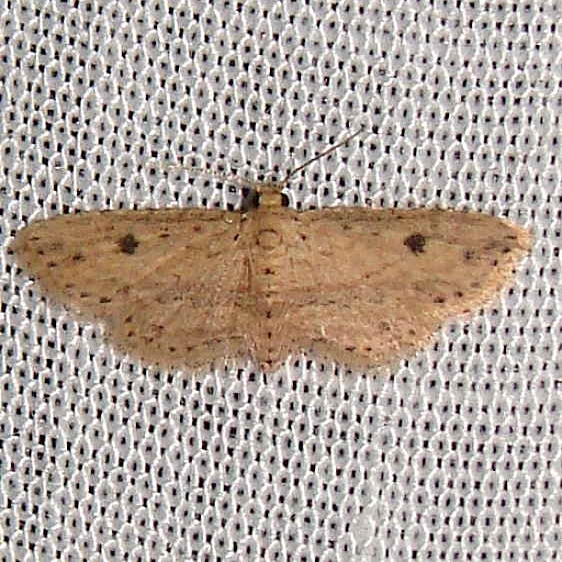 8435 Sigela eoides Kissimmee Prairie St Pk 3-12-12 (27)_opt