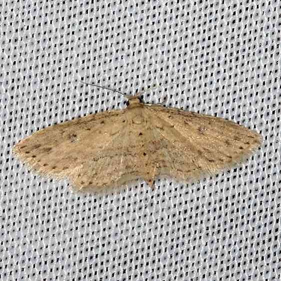 8435 Sigela eoides Kissimmee Prairie St Pk 3-17-13 (93)_opt