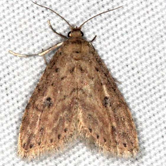 8435 Sigela eoides Quarry Lake Everglades-2-28-15