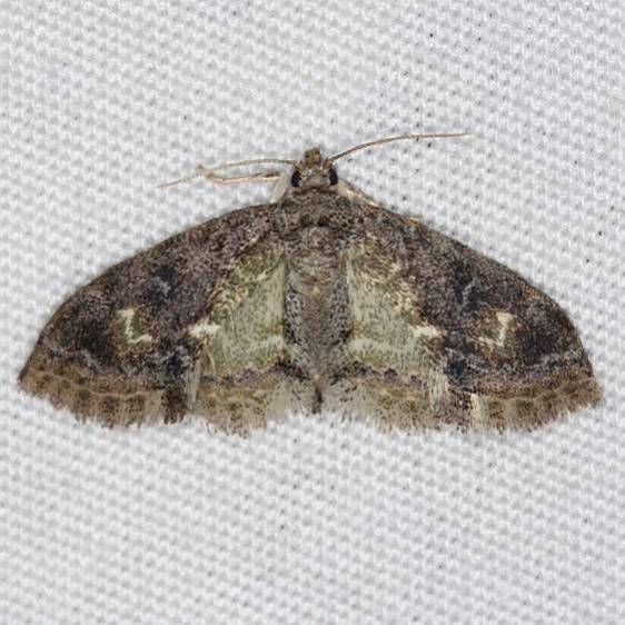 8435.1-Sigela-sorda-Faver-Dykes-St-Pk-Flaa-2-22-15-38_opt