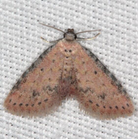 8435.2 Sigela rosea BG Bear-Island-Big-Cypress Preserve Fl 3-3-22