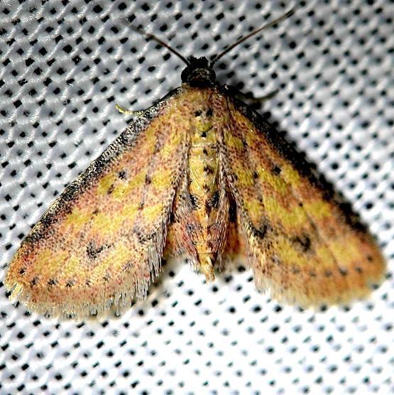 8435.2-Sigela-rosea-BG-Pineland-Everglades-Natl-Pk-3-8-13-22a