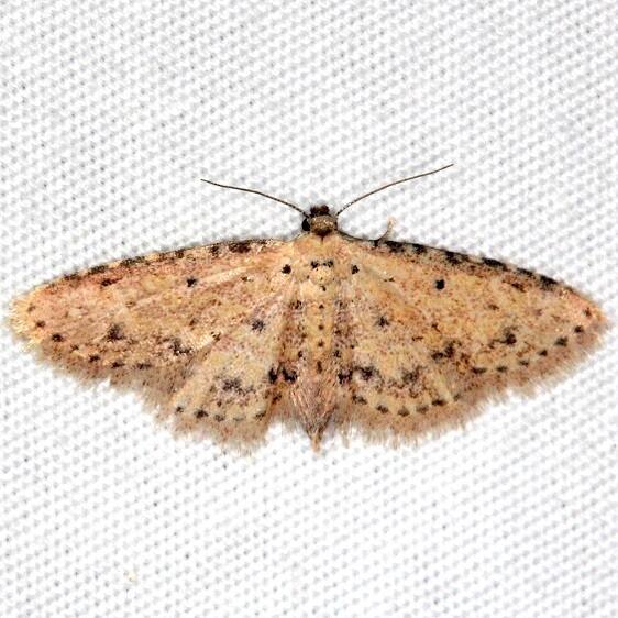 8435.2-Sigela-rosea-Faver-Dykes-St-Pk-Fl-2-22-15